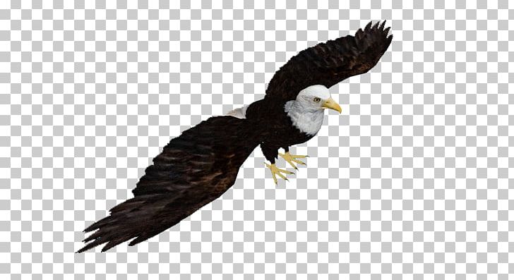 Bald Eagle Zoo Tycoon 2: Marine Mania Bird Beak PNG, Clipart, Accipitriformes, African Fish Eagle, Animals, Bald, Bald Eagle Free PNG Download