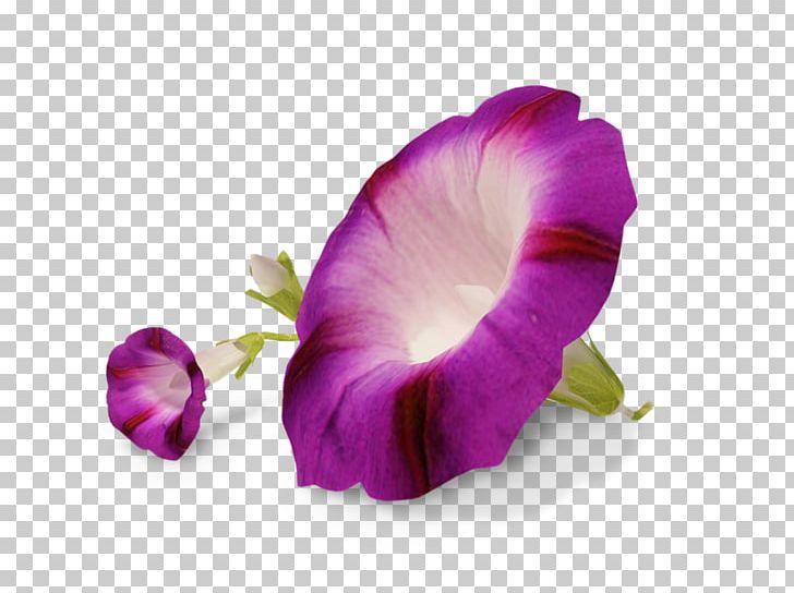 Flower Ipomoea Nil Transparency And Translucency PNG, Clipart, Botany, Centerblog, Cut Flowers, Flower, Flowering Plant Free PNG Download