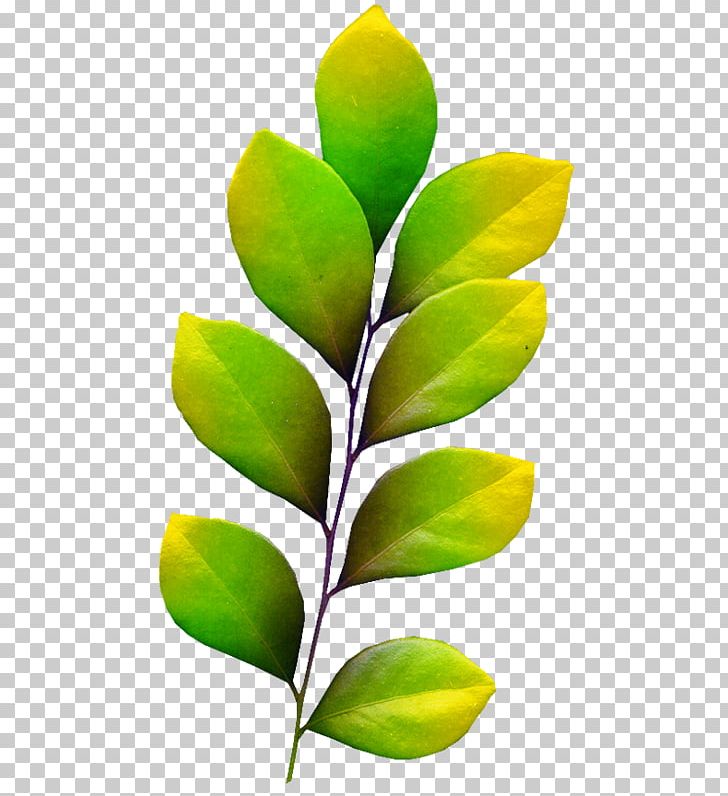 Leaf Internet Media Type Follaje PNG, Clipart, Branch, Bud, Download, Drawing, Float Free PNG Download