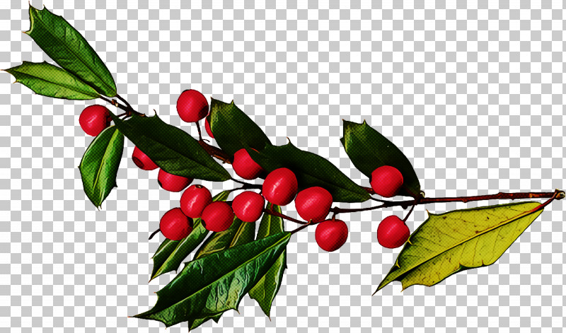 Christmas Holly Ilex Holly PNG, Clipart, American Holly, Arctostaphylos, Arctostaphylos Uvaursi, Berry, Branch Free PNG Download