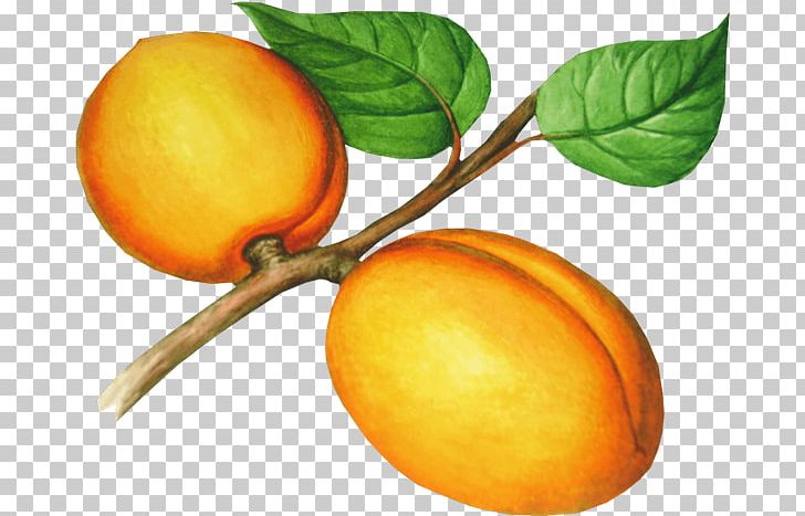 Apricot Nectarine Food PNG, Clipart, Bitt, Citrus, Computer Icons, Digital Image, Diospyros Free PNG Download