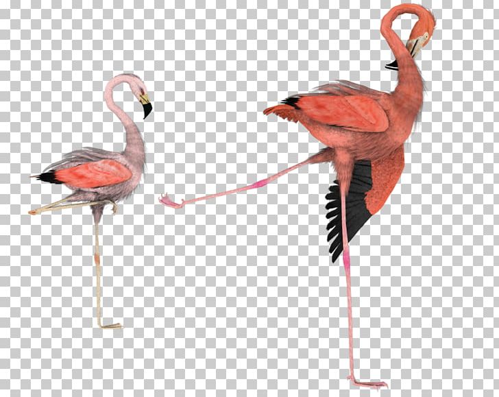 Bird Flamingo Art PNG, Clipart, Animals, Art, Beak, Bird, Dance Free PNG Download