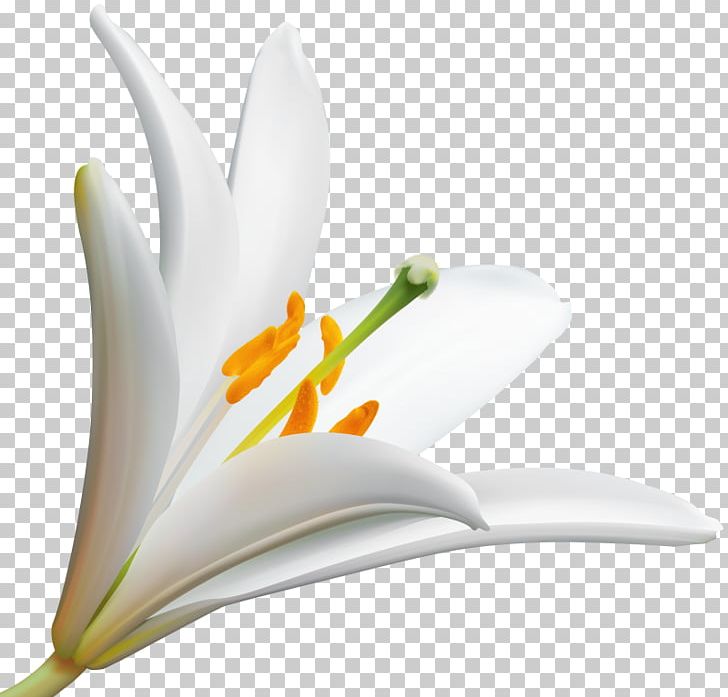 Desktop Lily Portable Network Graphics Flower PNG, Clipart, Art, Close Up, Computer Icons, Computer Wallpaper, Cut Flowers Free PNG Download