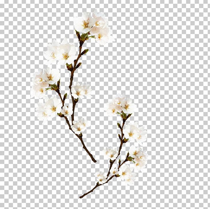 Peach Spring Computer File PNG, Clipart, Blossom, Branch, Cherry Blossom, Chinese, Chinese Style Free PNG Download