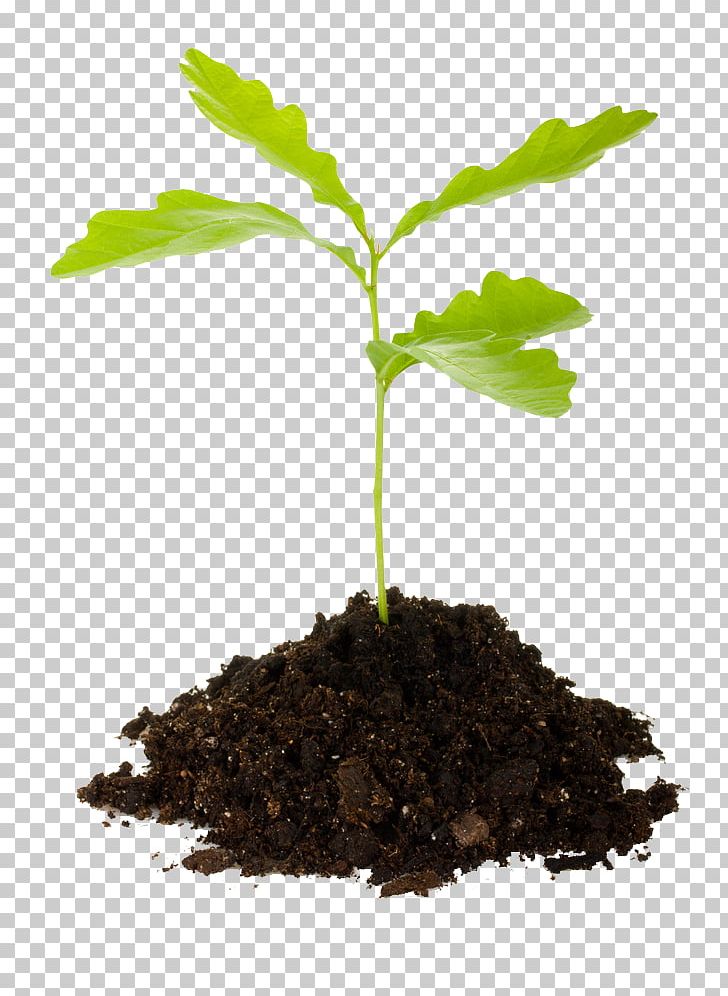 Seedling Tree Planting PNG, Clipart, Acorn, Arbor, Clipart, Clip Art, Flowerpot Free PNG Download