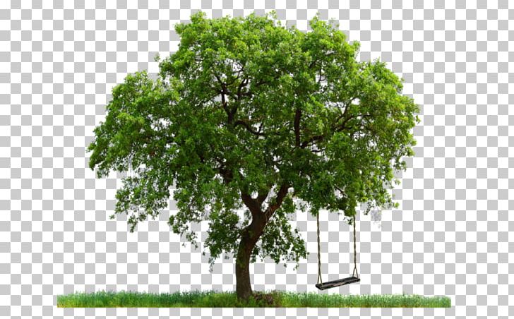 Tree Editing PNG, Clipart, Branch, Desktop Wallpaper, Display , Download, Grass Free PNG Download
