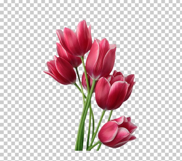 Tulip Flower Stock Photography PNG, Clipart, Artificial Flower, Download, Floral Design, Floristry, Flower Arranging Free PNG Download