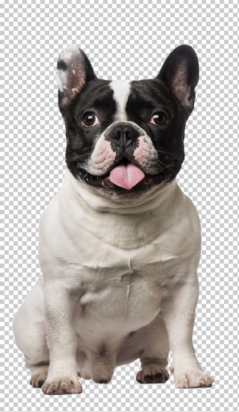 French Bulldog PNG, Clipart, American Pit Bull Terrier, Bulldog, Cat, Collar, Dog Free PNG Download
