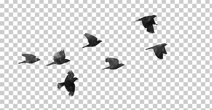 Bird Desktop PNG, Clipart, Animal Migration, Animals, Beak, Bird, Bird Flight Free PNG Download