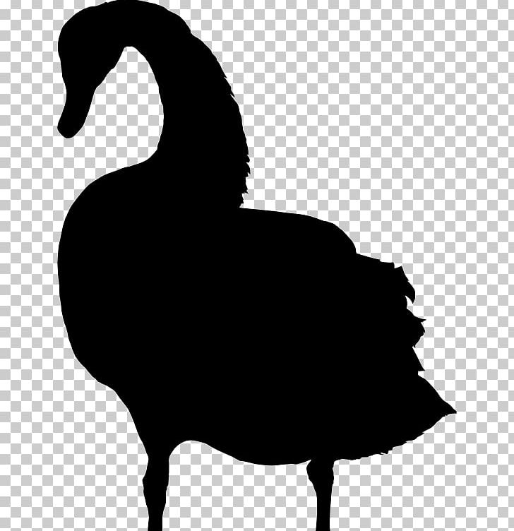Cygnini Bird PNG, Clipart, Animals, Beak, Bird, Black And White, Black Swan Free PNG Download