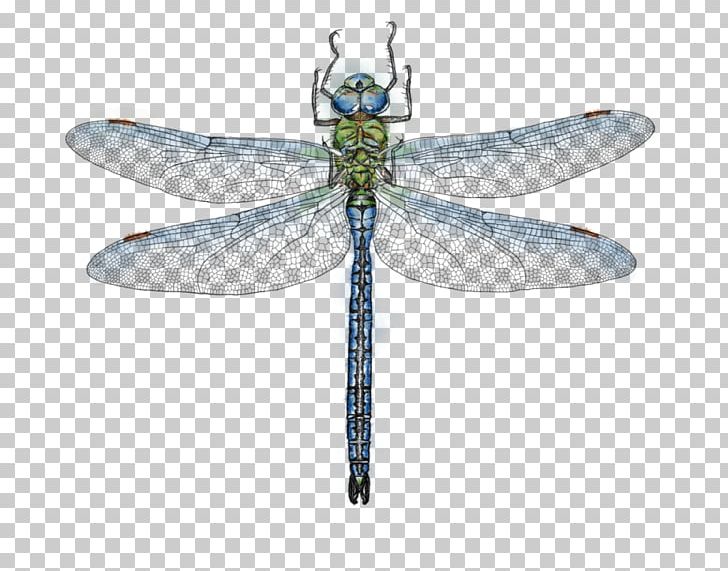 Dragonfly Emperor Az év Rovara Drawing PNG, Clipart, 2018, Anax, Animal, Arthropod, Dragonflies And Damseflies Free PNG Download