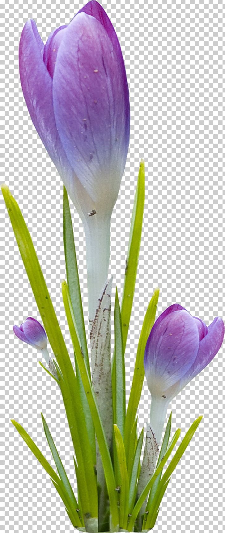 Flower Violet PNG, Clipart, Bud, Crocus, Cut Flowers, Flower, Flower Bouquet Free PNG Download