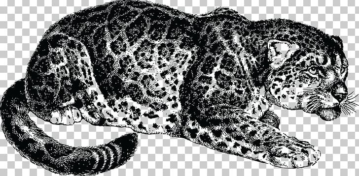 Jaguar Felidae Leopard Ocelot Tiger PNG, Clipart, Animal, Animal Figure, Animals, Big Cat, Big Cats Free PNG Download