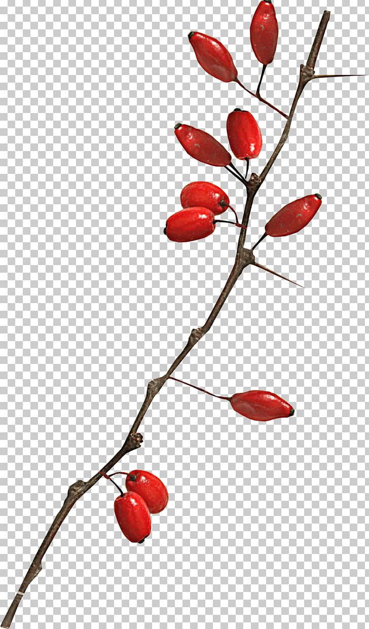 Lycium Chinense Goji PNG, Clipart, Amor, Branch, Download, Drawing, Encapsulated Postscript Free PNG Download
