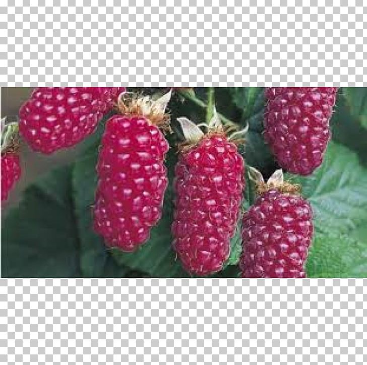 Tayberry Loganberry Boysenberry Red Mulberry Raspberry PNG, Clipart, Auglis, Berry, Blackberry, Boysenberry, Flowerpot Free PNG Download