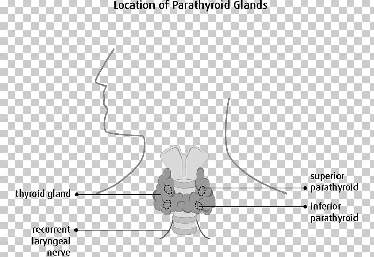 Ear Bone Jaw Finger Joint PNG, Clipart, 3d Modeling, Angle, Arm, Black And White, Bone Free PNG Download