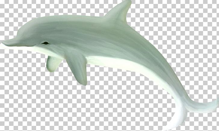 Common Bottlenose Dolphin Tucuxi PNG, Clipart, Animal, Animals, Beach, Common Bottlenose Dolphin, Dolphins Free PNG Download