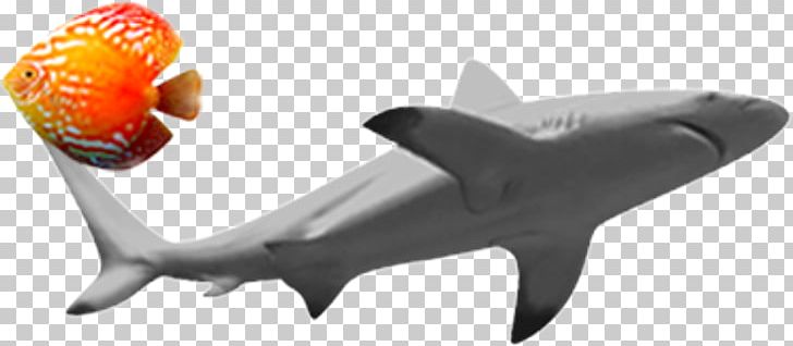 Shark Fish PNG, Clipart, Animals, Big Shark, Bio, Cartilaginous Fish, Cartoon Shark Free PNG Download