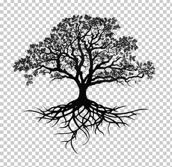 Southern Live Oak Drawing Tree Sketch PNG, Clipart, Art, Autumn Tree, Black And White, Branch, Cartoon Free PNG Download