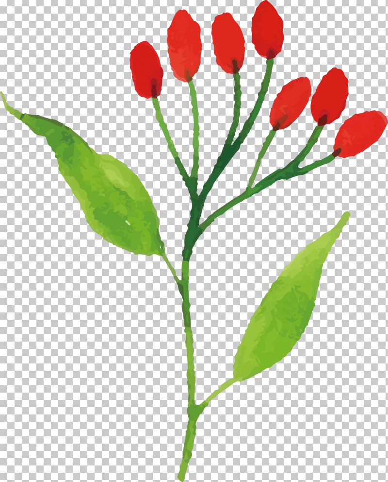 Tulip Plant Stem Cut Flowers Bud Petal PNG, Clipart, Biology, Bud, Cut Flowers, Flower, Petal Free PNG Download