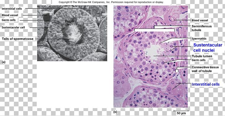 Testicle Leydig Cell Reproductive System Endocrine System PNG, Clipart, Anatomy, Area, Cell, Endocrine System, Epididymis Free PNG Download