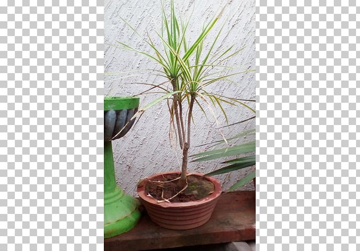 Houseplant Flowerpot Dracaena Fragrans Tree Bonsai PNG, Clipart, Arecales, Bonsai, Candelabra, Ceramic, Dracaena Free PNG Download