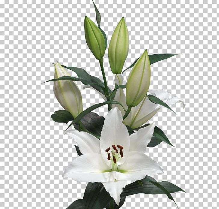 Lilium Cut Flowers Length Oriental Hybrids PNG, Clipart, Bud, Bulb, Centimeter, Color, Cut Flowers Free PNG Download