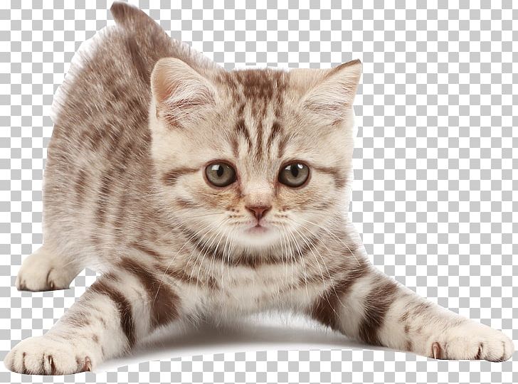 Siberian Cat Siamese Cat Kitten Dog Veterinarian PNG, Clipart, American Shorthair, Animals, Carnivoran, Cat Like Mammal, Dragon Li Free PNG Download