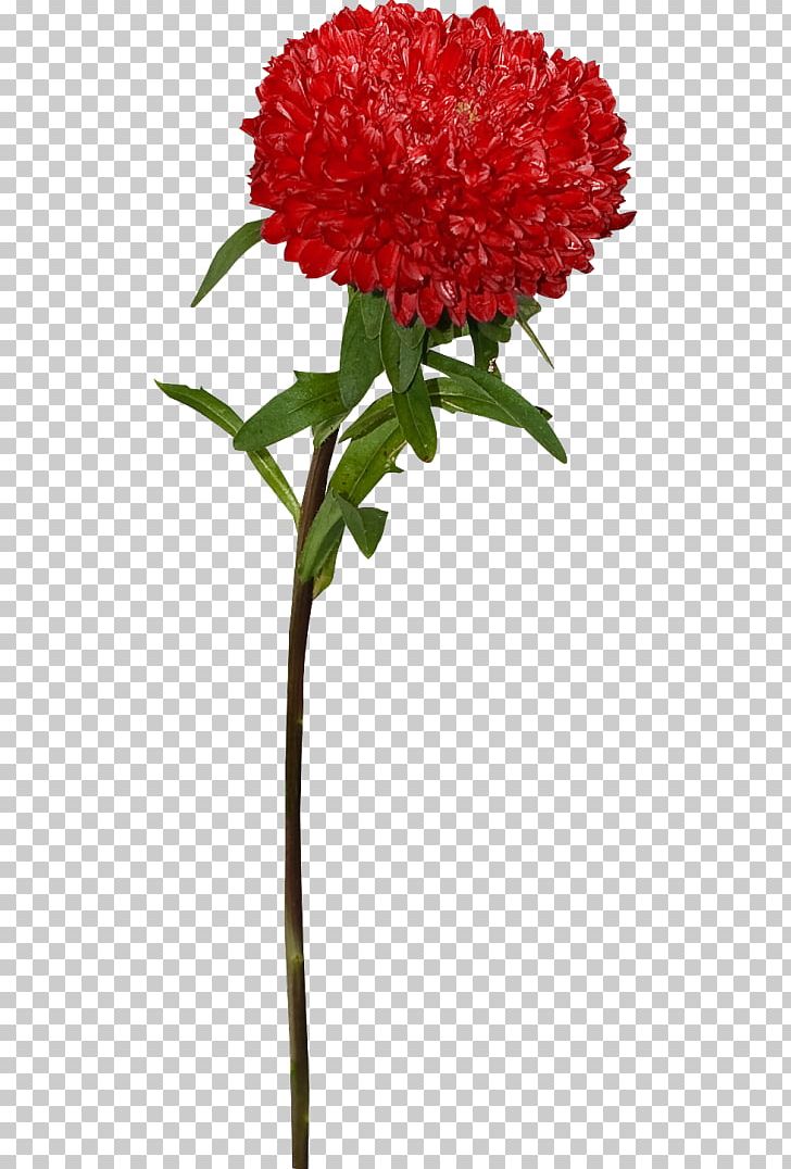 Flower Carnation Petal PNG, Clipart, Annual Plant, Carnation, Chrysanthemum, Desktop Wallpaper, Flower Free PNG Download