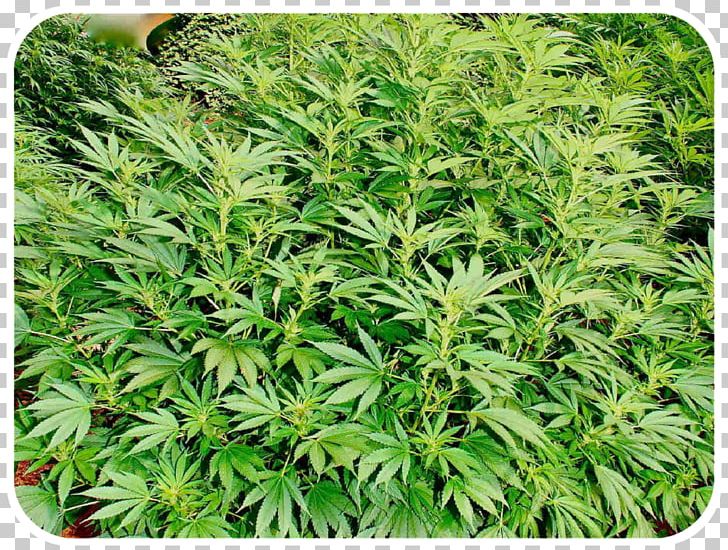 Cannabis Sativa Autoflorecientes Haze Kush PNG, Clipart, Autoflorecientes, Breed, Cannabis, Cannabis Cultivation, Cannabis Sativa Free PNG Download