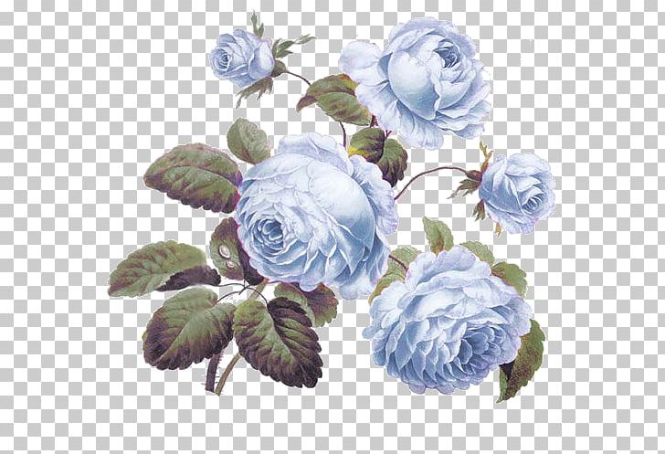 Centifolia Roses Decal Pink Cabbage PNG, Clipart, Artificial Flower, Blue, Blue Rose, Cabbage Soup Diet, Centifolia Roses Free PNG Download