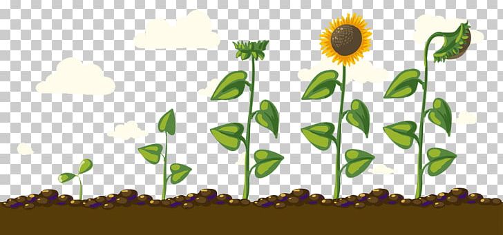 Common Sunflower Euclidean PNG, Clipart, Computer Wallpaper, Creative Ads, Creative Artwork, Creative Background, Creative Logo Design Free PNG Download