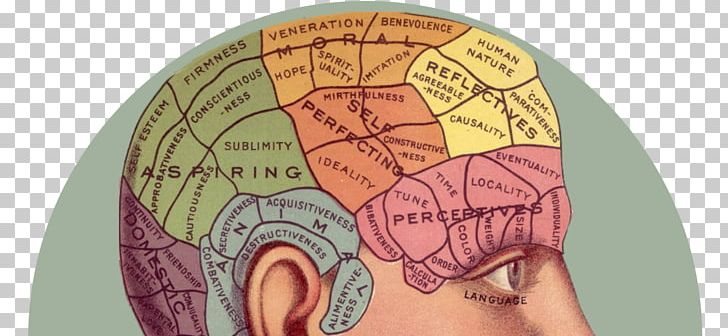Phrenology [bust] Brain Human Head Psychology PNG, Clipart, Anatomy, Brain, Brain Mapping, Cannabis, Ear Free PNG Download