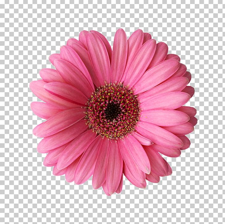 Transvaal Daisy Rose Flower Common Daisy PNG, Clipart, Annual Plant, Aster, Chrysanths, Common Daisy, Cut Flowers Free PNG Download