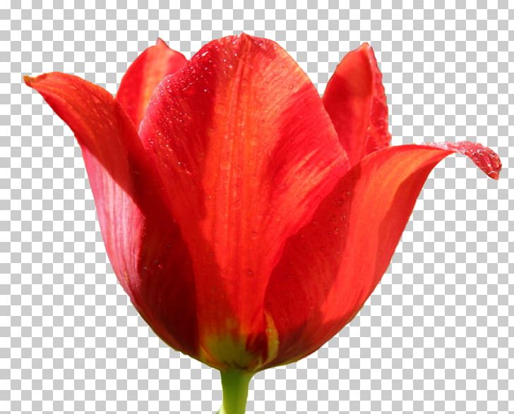 Tulipa Sprengeri Flower PNG, Clipart, Bud, Closeup, Computer Icons, Cut Flowers, Download Free PNG Download