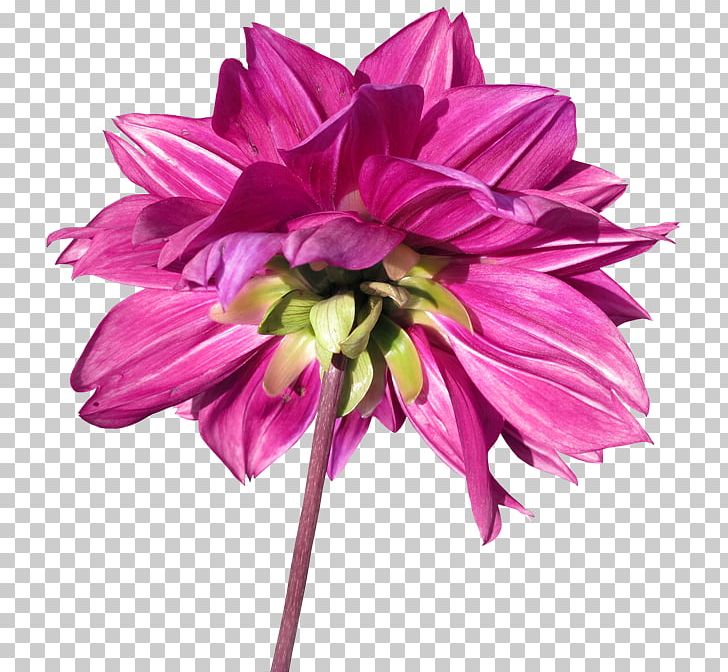 Dahlia Cut Flowers Petal Plant PNG, Clipart, Annual Plant, Cut Flowers, Dahlia, Daisy Family, Download Free PNG Download