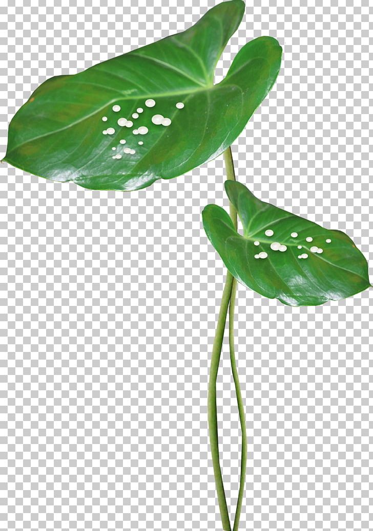 Leaf Maple Leaf Photography PNG, Clipart, Adobe Illustrator, Alismatales, Aquatic, Aquatic Plant, Autumn Leaf Free PNG Download