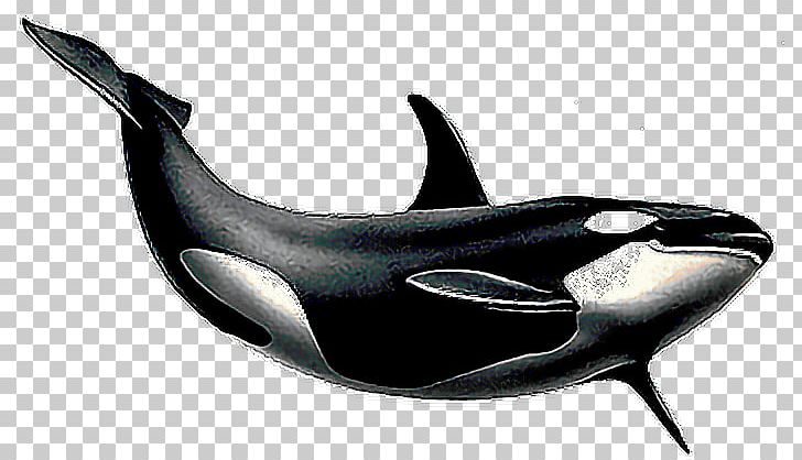 Portable Network Graphics Killer Whale Cetacea PNG, Clipart, Automotive Design, Cetacea, Computer Icons, Desktop Wallpaper, Dolphin Free PNG Download