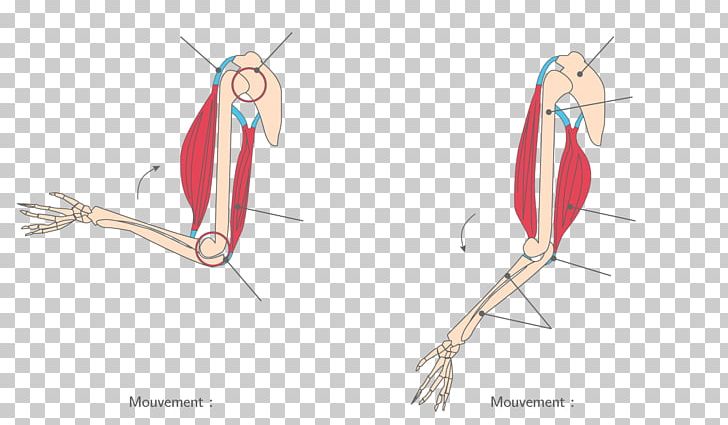 Finger Skeletal Muscle Joint Muscular System PNG, Clipart, Angle, Arm, Art, Bone, Drawing Free PNG Download