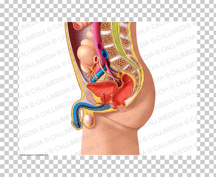 Pelvis Human Anatomy Abdomen Physiology PNG, Clipart, Abdomen, Abdominal Cavity, Anatomical Terms Of Location, Anatomy, Arm Free PNG Download