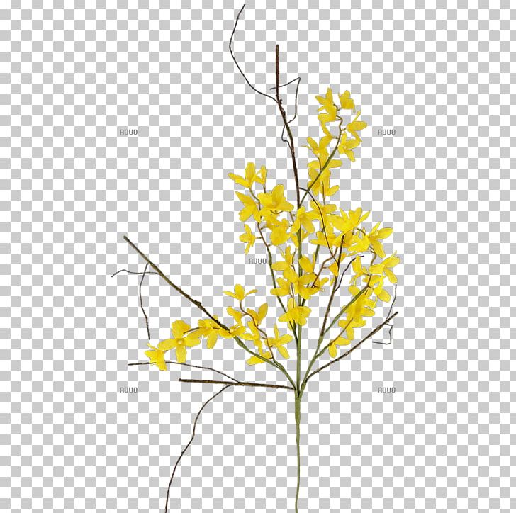 Twig Forsythia × Intermedia Yellow Branch Leaf PNG, Clipart, Artificial Flower, Branch, Bud, Cut Flowers, Flora Free PNG Download