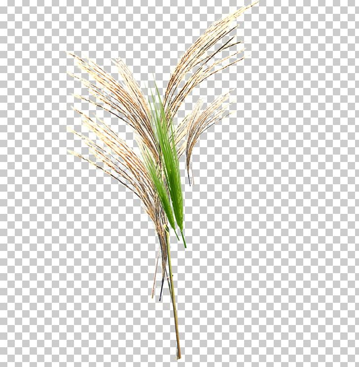 Grasses Green PNG, Clipart, Broomcorn, Designer, Download, Drawing, Euclidean Vector Free PNG Download