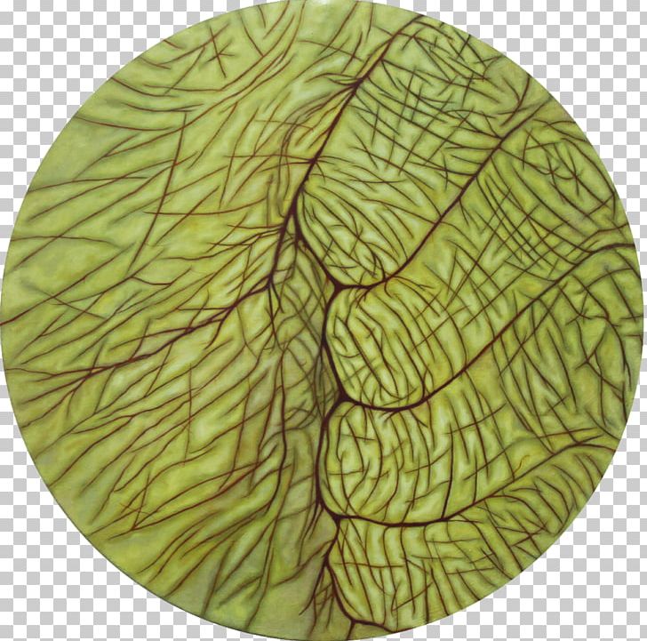 Leaf Tree PNG, Clipart, Circle, Leaf, Organism, Tree Free PNG Download