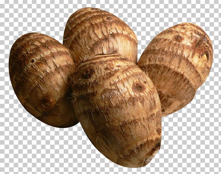 Taro Vegetable Tuber Turnip PNG, Clipart, Clam, Clams Oysters Mussels And Scallops, Cockle, Conchology, Corm Free PNG Download