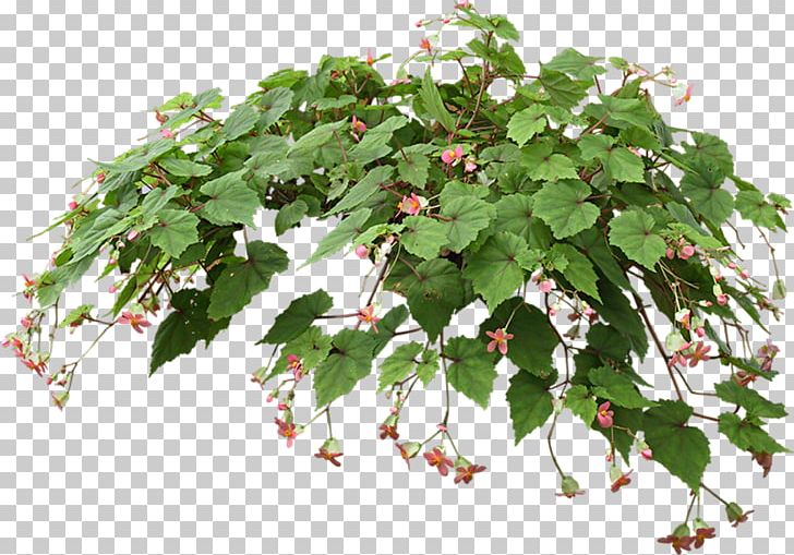 Hanging Basket Houseplant Flowerpot PNG, Clipart, Branch, Desktop Wallpaper, Fern, Flower, Flowering Plant Free PNG Download
