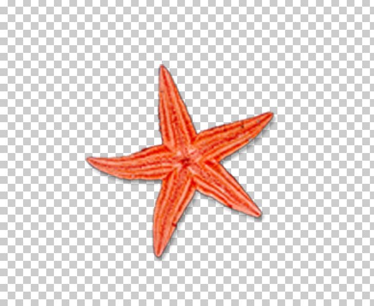 Islam Religion Symbol PNG, Clipart, Animals, Beautiful Starfish, Christianity, Culture, Islam Free PNG Download