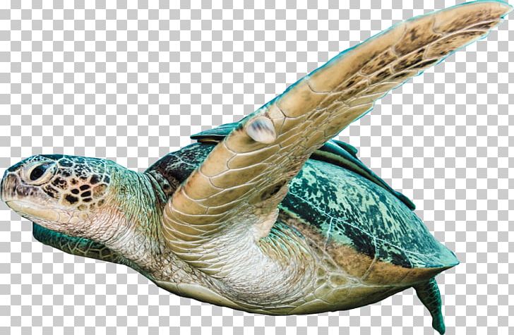 Loggerhead Sea Turtle Loggerhead Marinelife Center Camera PNG, Clipart, Action Camera, All About, All About Us, Animals, Chelydridae Free PNG Download