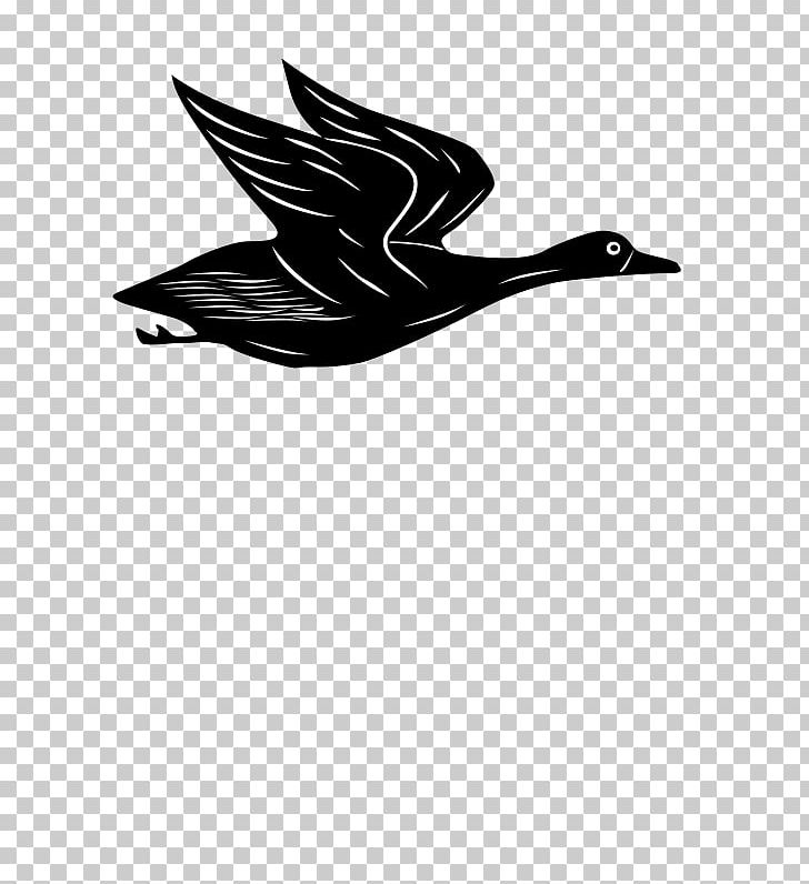 Goose Duck Drawing PNG, Clipart, Beak, Bird, Black And White, Desktop Wallpaper, Drawing Free PNG Download