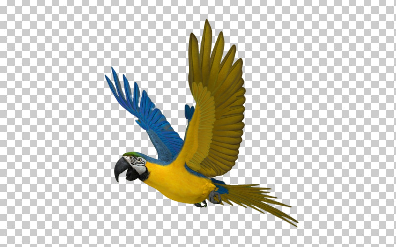 Bird Macaw Beak Parrot Wing PNG, Clipart, Beak, Bird, Macaw, Parrot, Perching Bird Free PNG Download