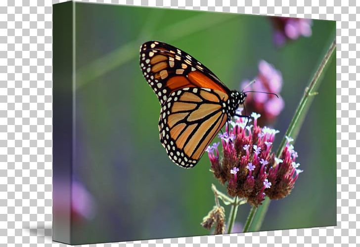 Monarch Butterfly Pieridae Lycaenidae Nymphalidae PNG, Clipart, Arthropod, Brush Footed Butterfly, Butterfly, Glossy Butterflys, Insect Free PNG Download